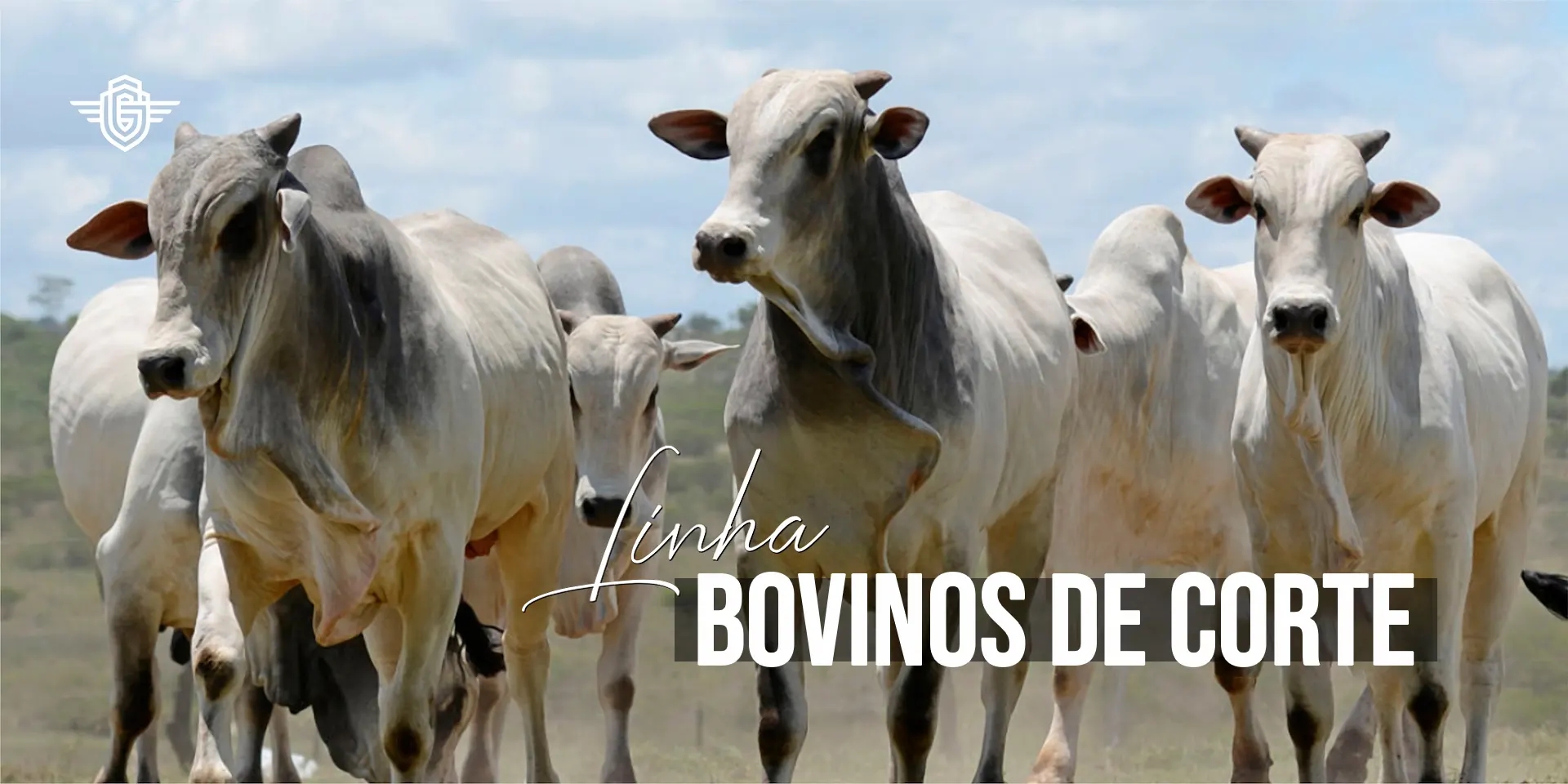 Bovinos de Corte