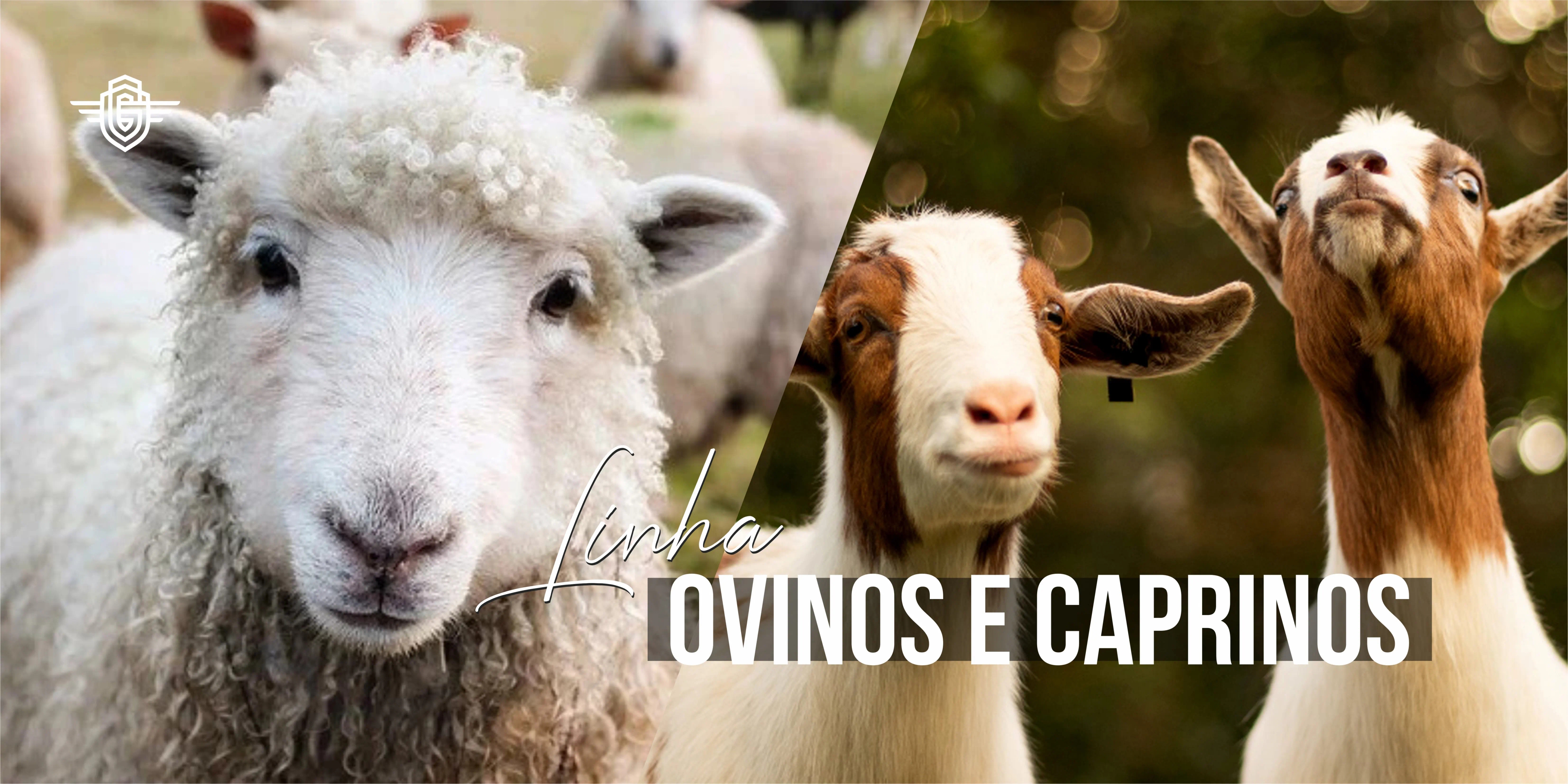 Ovinos e Caprinos